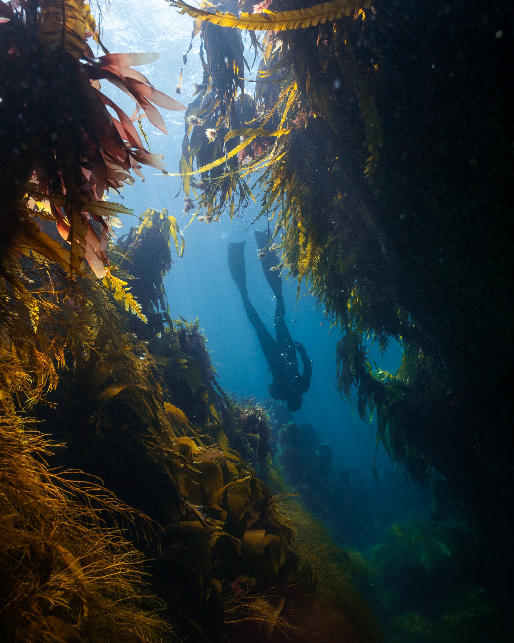 Helgekurs i fridykking (Horten og omegn)